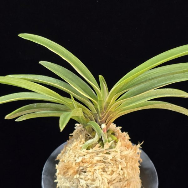 여은백호 麗殷白縞 Yeoeun Shiroshima