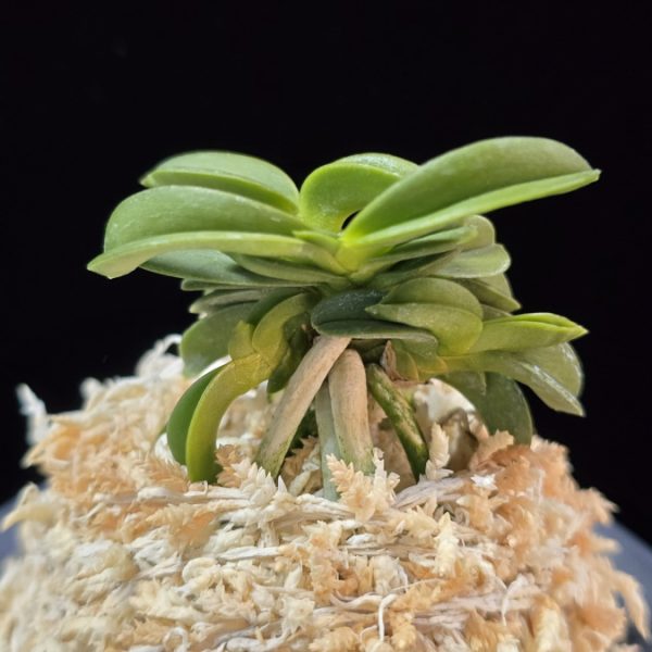 수해 樹海 Suhae(Jukai)