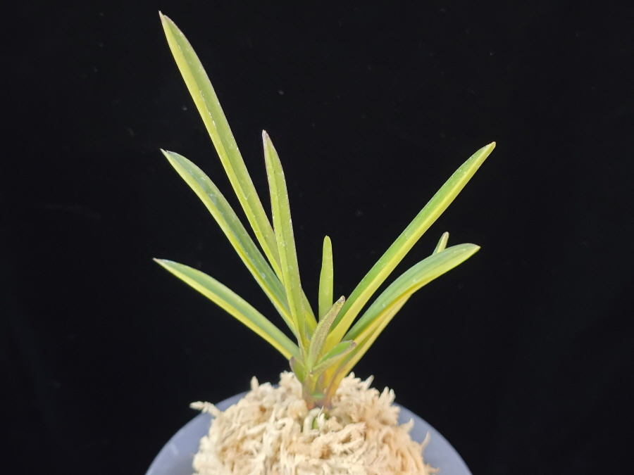 석영호 夕映縞 Yubae Shima 석영호 夕映縞 Yubae Shima