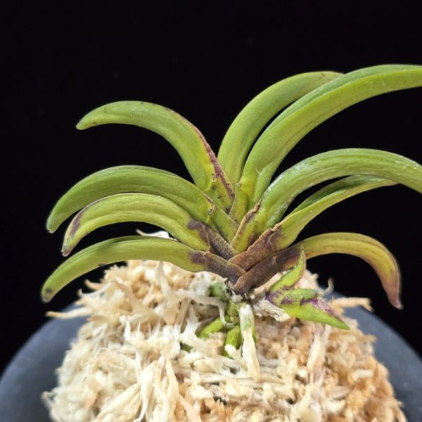 변경환 弁慶丸 Benkeimaru