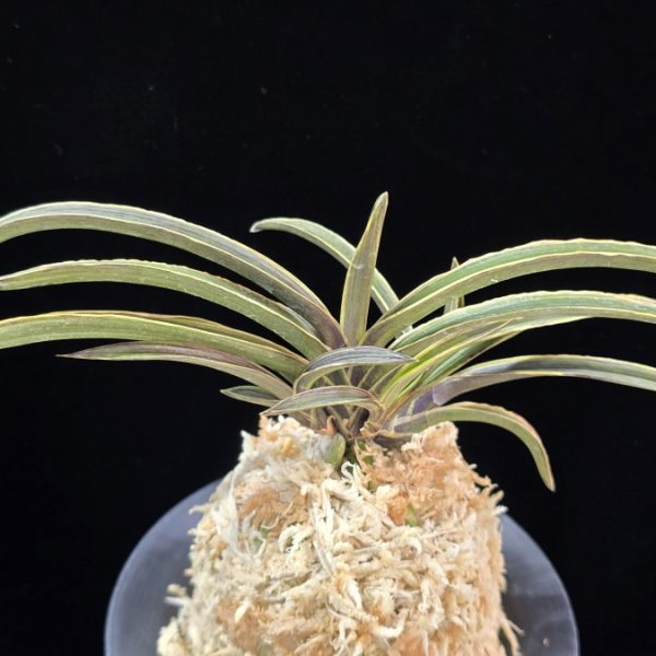 신라 新羅 Sinra (Shiragi)