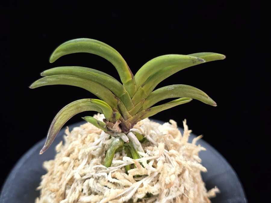 변경환 弁慶丸 Benkeimaru 변경환 弁慶丸 Benkeimaru