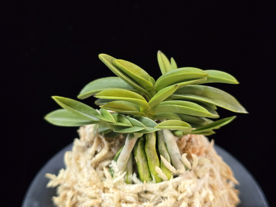 청진주 青真珠 Cheongjinju(Aoshinju) 청진주 青真珠 Cheongjinju(Aoshinju)