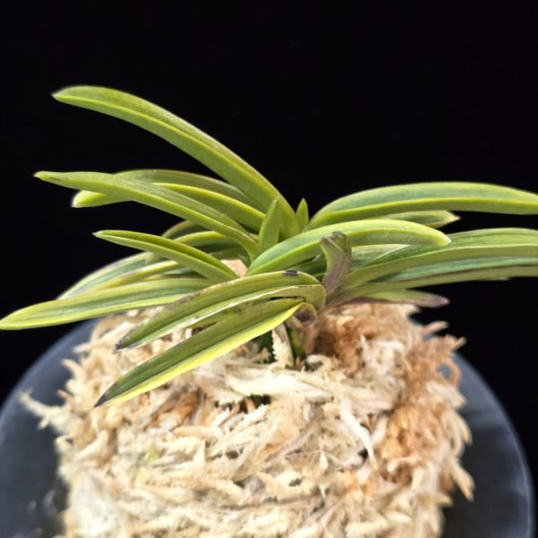 청로송 靑鷺松 Cheongrosong