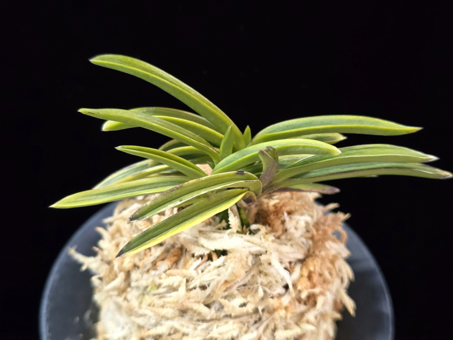 청로송 靑鷺松 Cheongrosong 청로송 靑鷺松 Cheongrosong