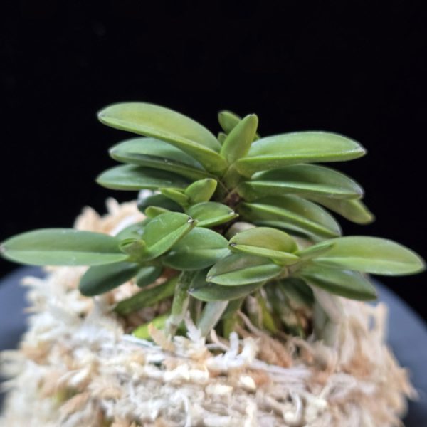 흑진주 黒真珠 Kuroshinju