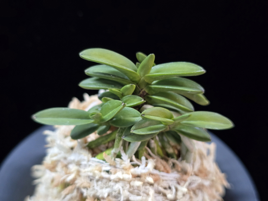 흑진주 黒真珠 Kuroshinju 흑진주 黒真珠 Kuroshinju