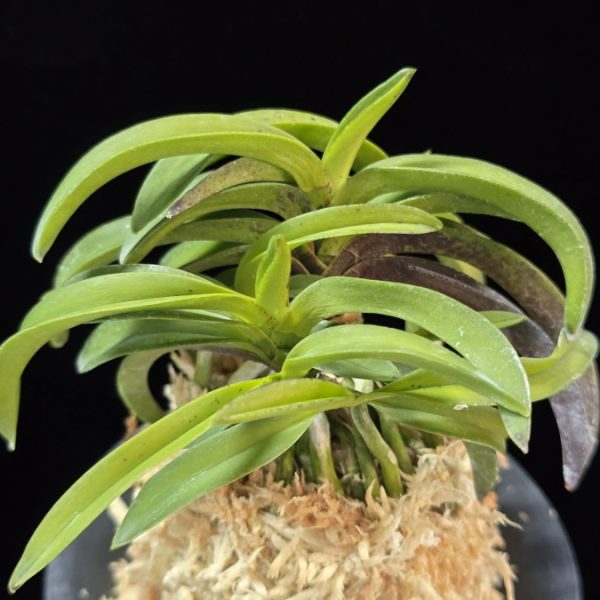 대풍해 大楓海 Daepunghae (Onamiseikai Benikaedae)