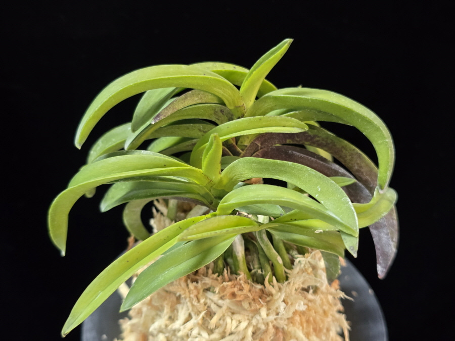 대풍해 大楓海 Daepunghae (Onamiseikai Benikaedae) 대풍해 大楓海 Daepunghae (Onamiseikai Benikaedae)