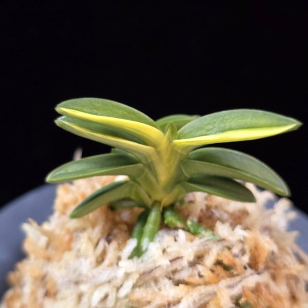 취월호 翠月湖 Chwiwolho(Seedling)