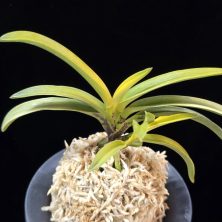 탄황룡 灘黄龍 Nadakiryu