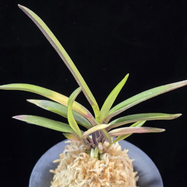 대하 大河 Daeha(Taiga) (Ruby root)