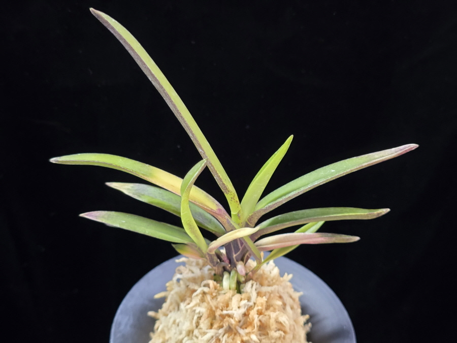 대하 大河 Daeha(Taiga) (Ruby root) 대하 大河 Daeha(Taiga) (Ruby root)