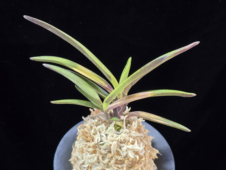 대하 大河 Daeha(Taiga) (Ruby root) 대하 大河 Daeha(Taiga) (Ruby root)