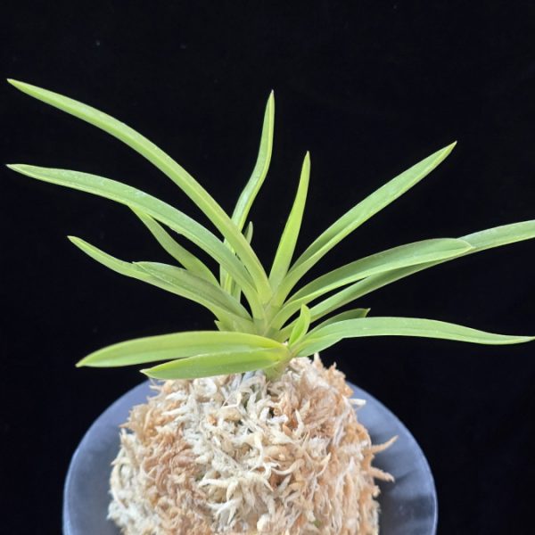 공주 公主 Gongju (3spur)