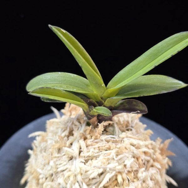 흑룡 黒龍 Kokuryu