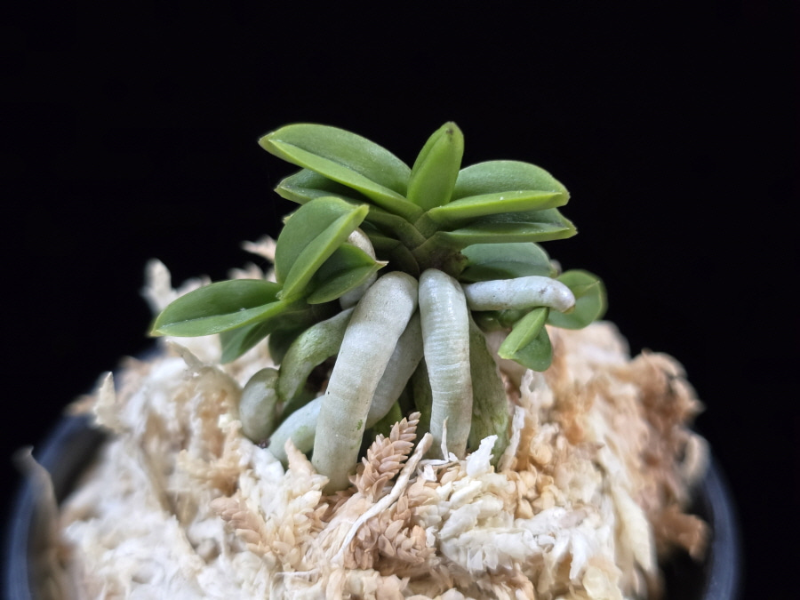 청진주 青真珠 Cheongjinju(Aoshinju) 청진주 青真珠 Cheongjinju(Aoshinju)