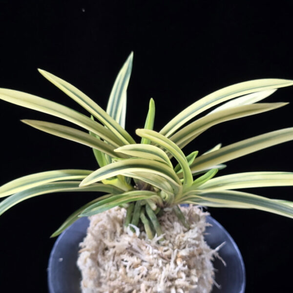 원화 源花  Wonhwa