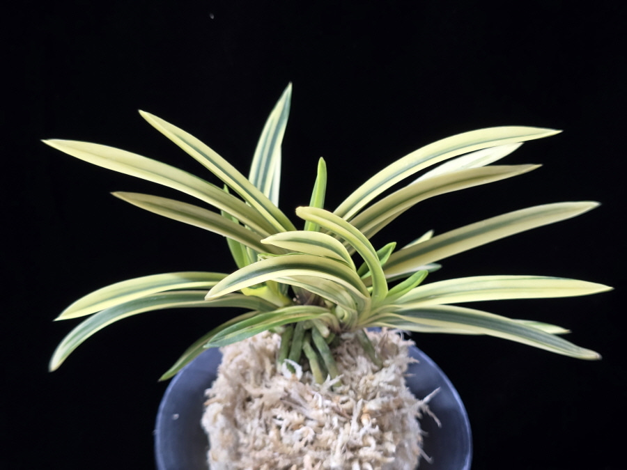 원화 源花 Wonhwa 원화 源花 Wonhwa