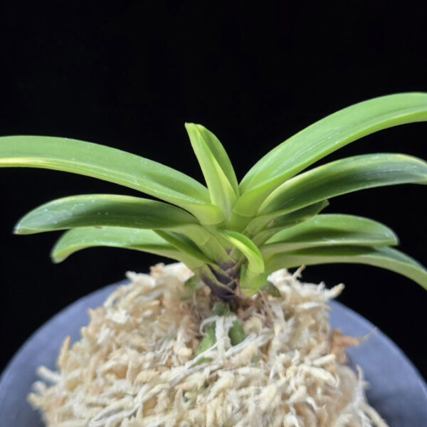 비금 轡錦 Kutsuwa nishiki