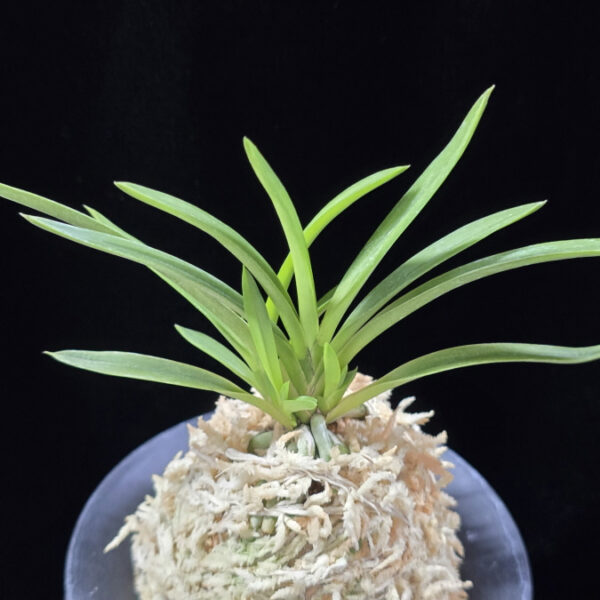 공주 公主 Gongju (3spur)