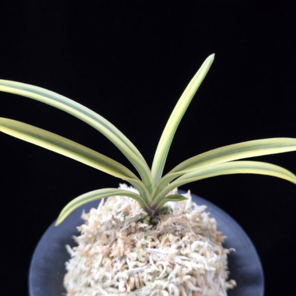 태극관 太極冠 Teageukgwan