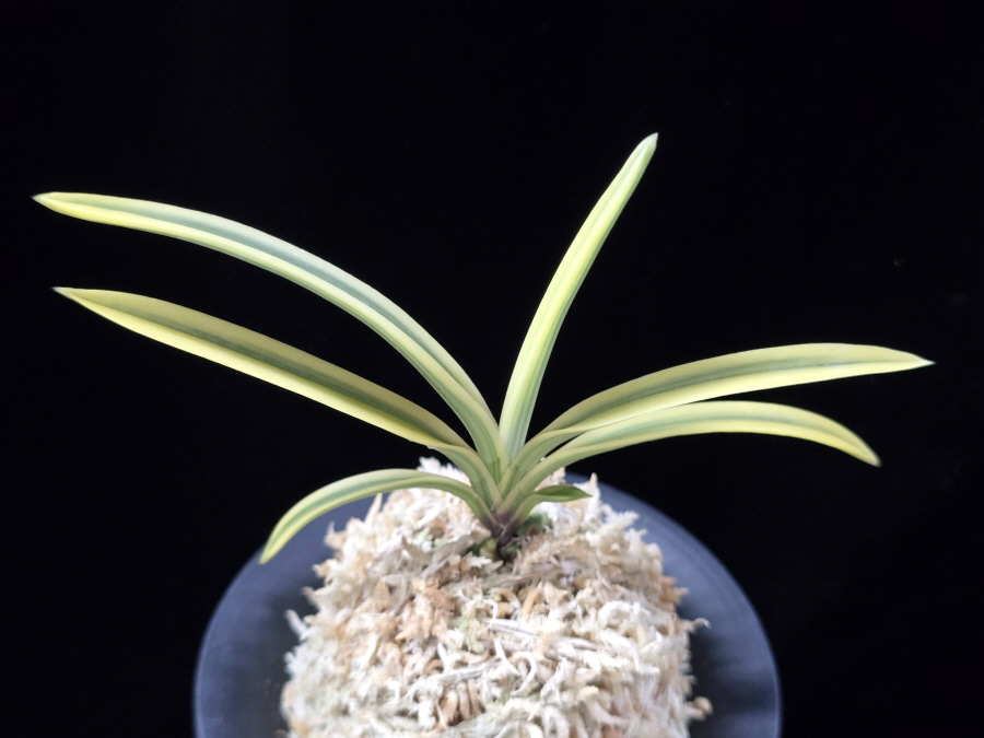 태극관 太極冠 Teageukgwan 태극관 太極冠 Teageukgwan