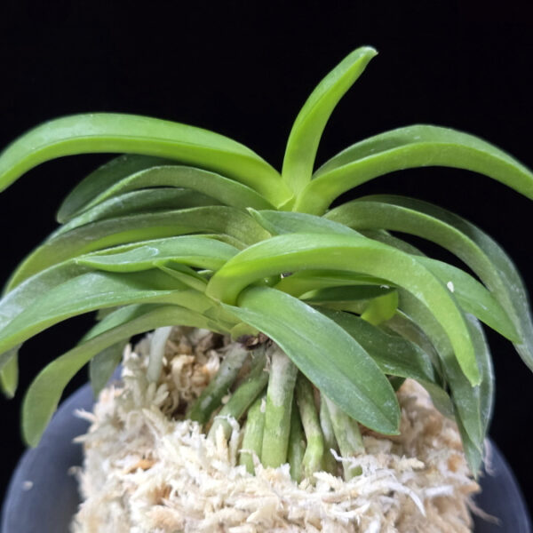 대황해 大黃海 Daehwanghae (Onamiseikai kibana)