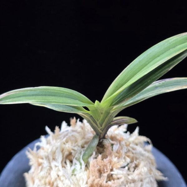 신화 新華 Sinhwa 복륜