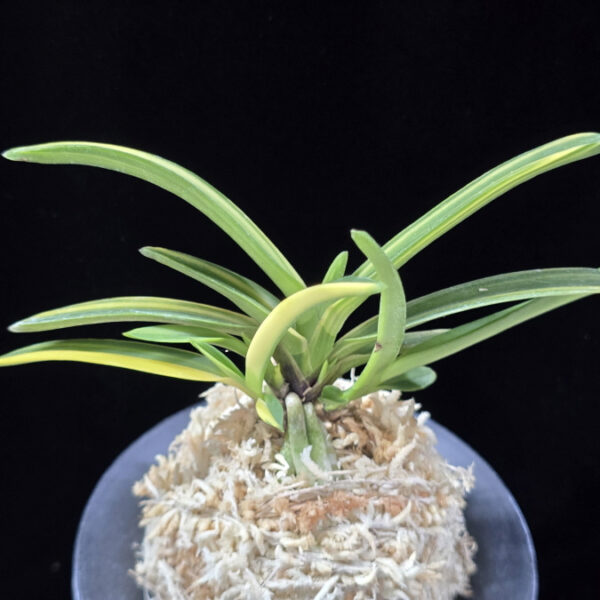 엄미호 奄美縞 Amami Shima