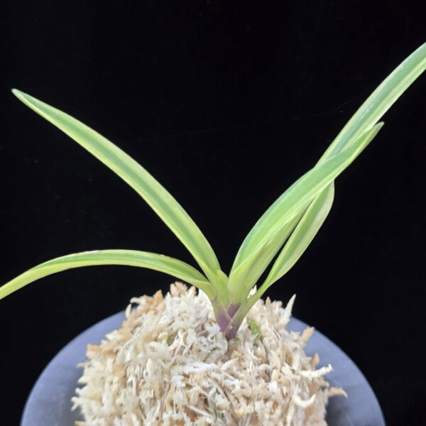 백희설 白熙雪 Baekhuiseol