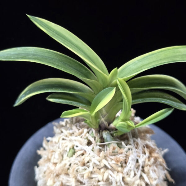 취화금 翠華錦 Suikanishiki