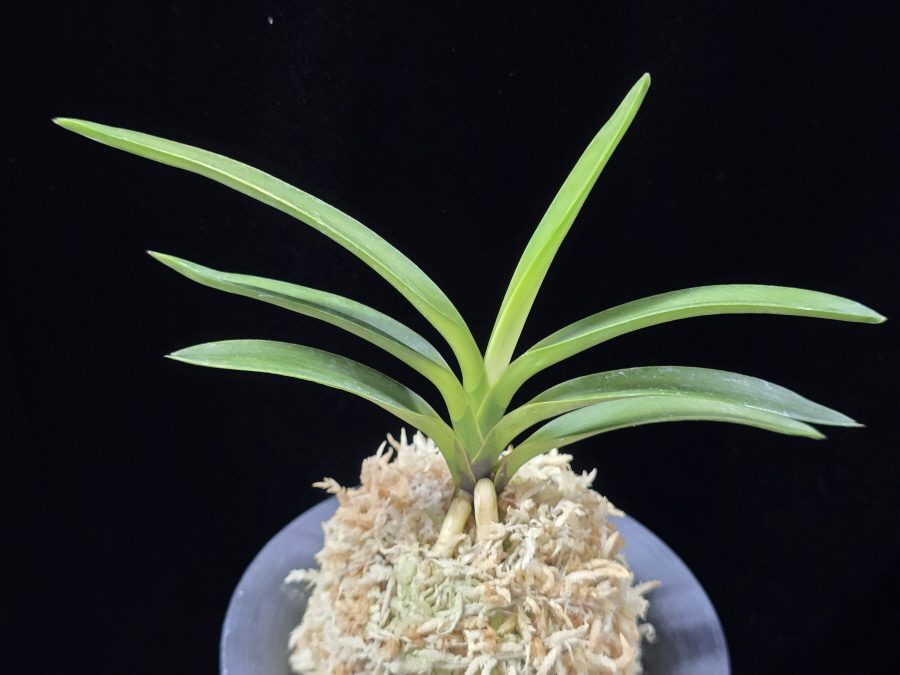 려인 麗人 Ryeoin (Ruby root) 려인 麗人 Ryeoin (Ruby root)