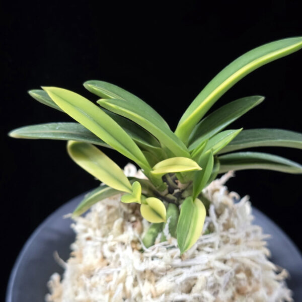 성대호 聖代縞 Sedai Shima