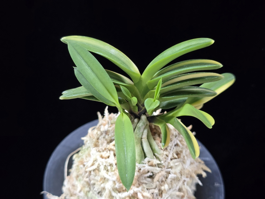 성대호 聖代縞 Sedai Shima 성대호 聖代縞 Sedai Shima