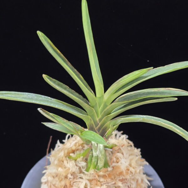 발해 渤海 Balhae