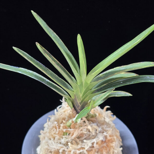 발해 渤海 Balhae