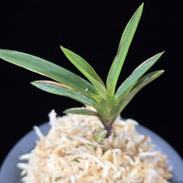 발해 渤海 Balhae