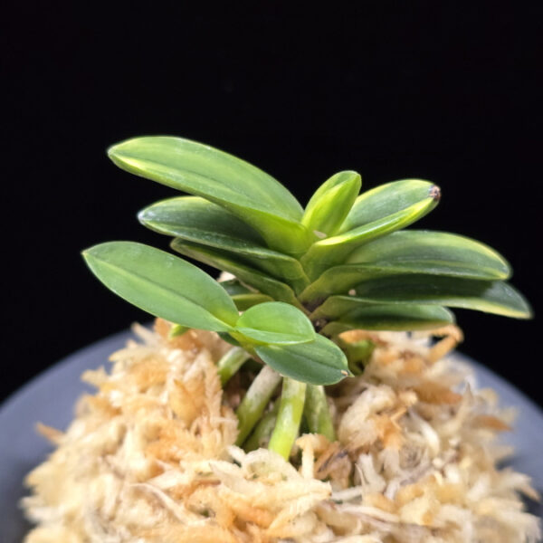 무학금 舞鶴錦 Maizuru Nishiki