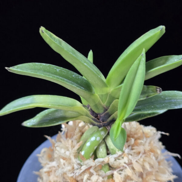 천하장사 天下壯士 Cheonhajangsa