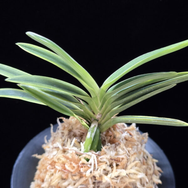 호박전 琥珀殿 Kohakuden