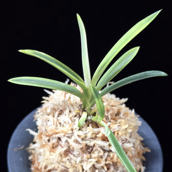 호박전 琥珀殿 Kohakuden