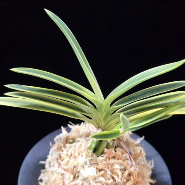 호박전 琥珀殿 Kohakuden