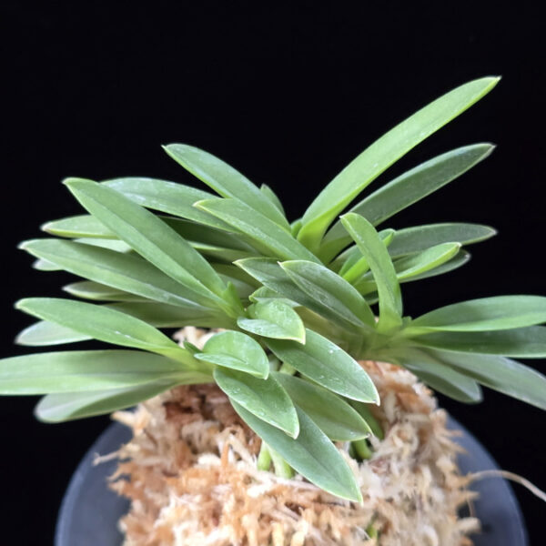 황옥 黃玉 Hwangok