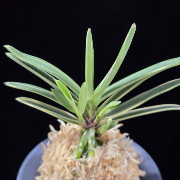 은세계 銀世界 Ginsekai