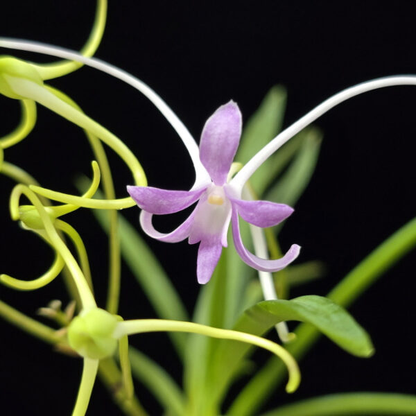 홍지연 紅池淵 Hongjiyeon (3spur)