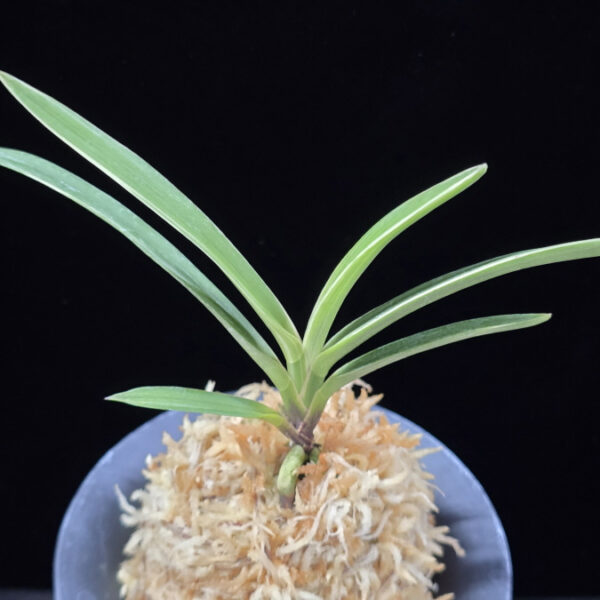 수정복륜 水晶覆輪 Suishou Fukurin