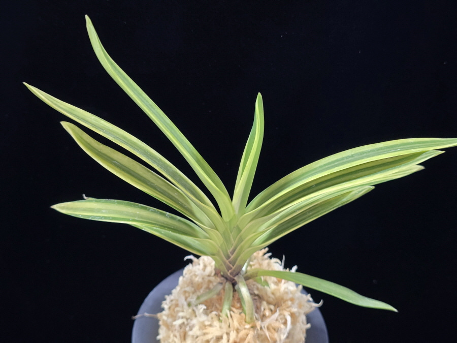 비원 秘苑 Biwon 비원 秘苑 Biwon