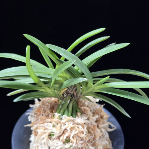 홍천구 紅天狗 Benitengu