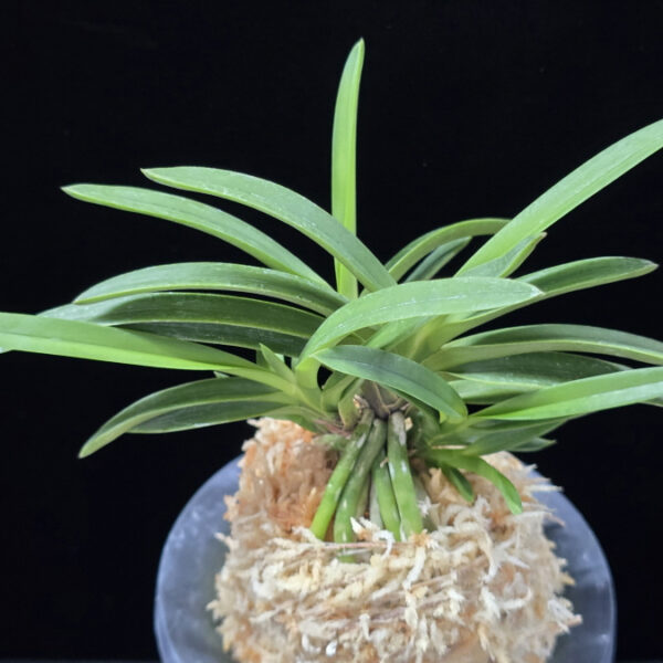 홍천구 紅天狗 Benitengu